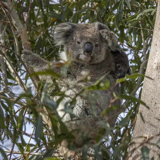Koala, photo 3 of 3