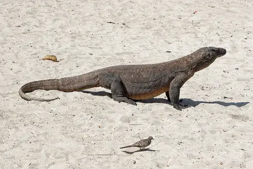Komodo dragon, photo 1 of 3