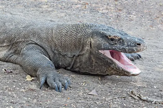 Komodo dragon, photo 2 of 3