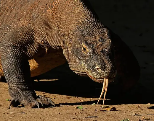 Komodo dragon, photo 3 of 3