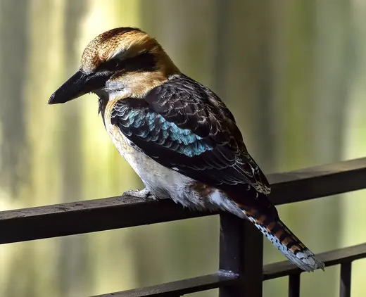 Laughing kookaburra, photo 1 of 3