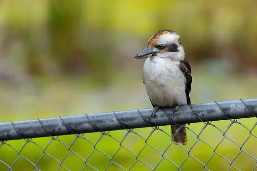 Laughing kookaburra, photo 2 of 3