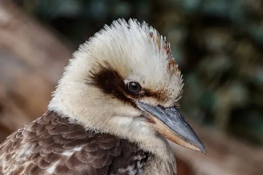 Laughing kookaburra, photo 3 of 3