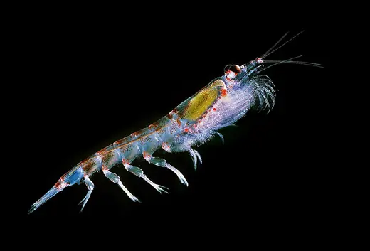 Antarctic krill, photo 1 of 3