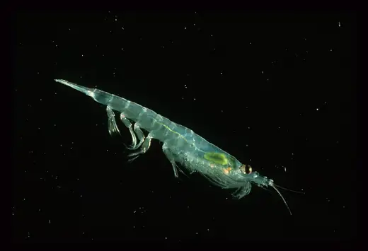 Antarctic krill, photo 2 of 3