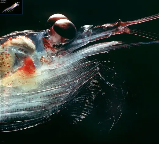 Antarctic krill, photo 3 of 3