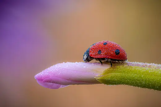 Seven-spot ladybird, photo 1 of 3
