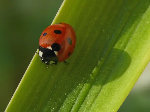 Seven-spot ladybird, photo 2 of 3
