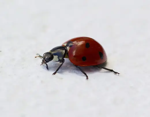 Seven-spot ladybird, photo 3 of 3