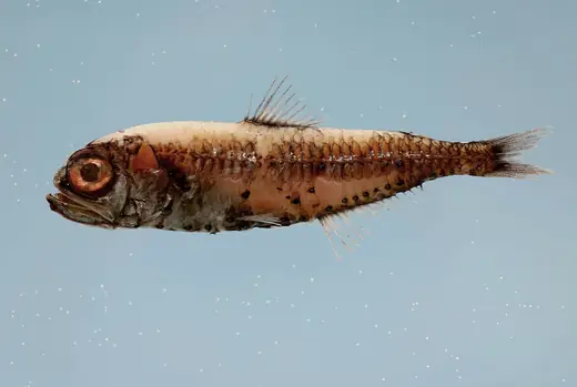 Lanternfish, photo 1 of 3