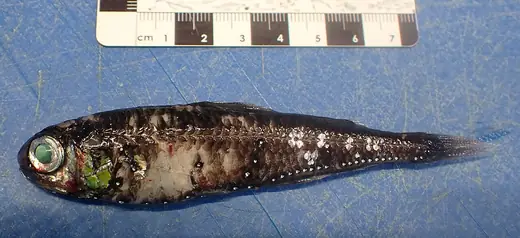 Lanternfish, photo 2 of 3
