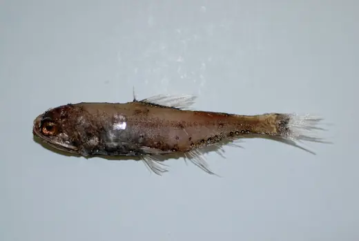 Lanternfish, photo 3 of 3