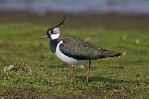 Lapwing, photo 1 of 3