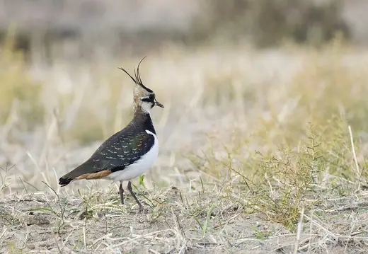 Lapwing, photo 2 of 3