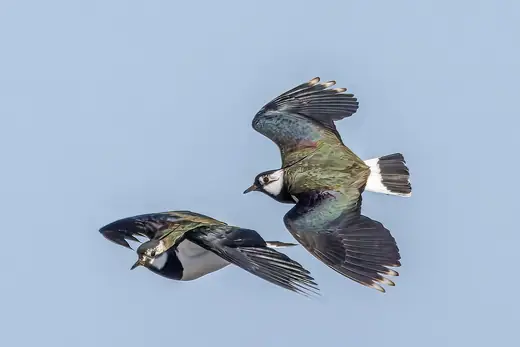 Lapwing, photo 3 of 3