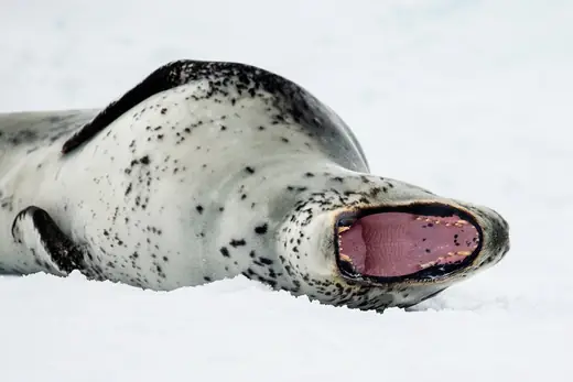 Leopard seal, photo 1 of 3