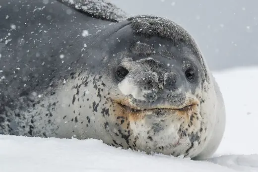 Leopard seal, photo 2 of 3