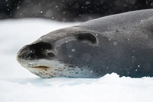 Leopard seal, photo 3 of 3
