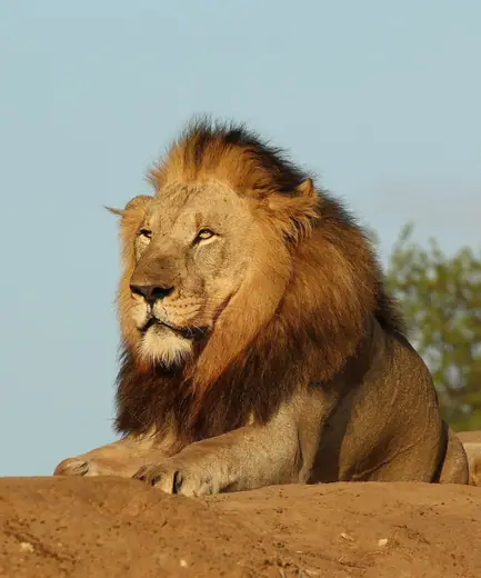 Lion, photo 1 of 3