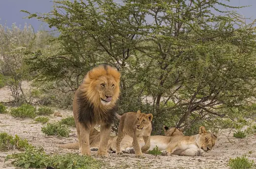 Lion, photo 2 of 3