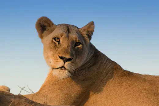 Lion, photo 3 of 3