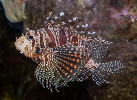 Red lionfish, photo 1 of 3