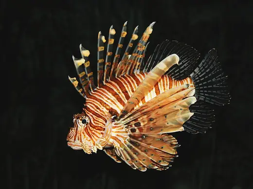 Red lionfish, photo 2 of 3