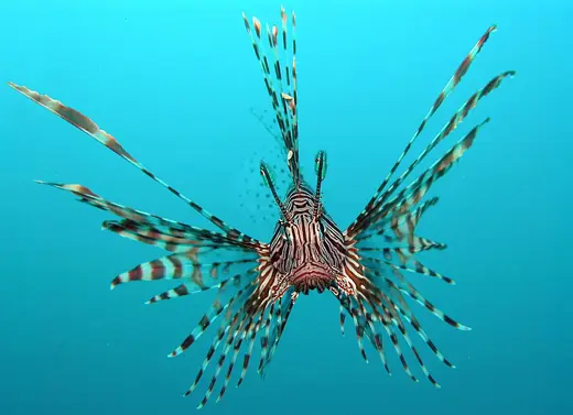 Red lionfish, photo 3 of 3