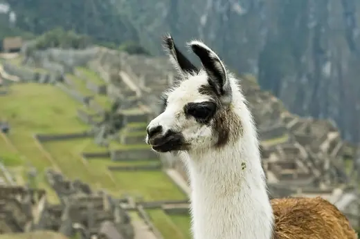 Llama, photo 1 of 3