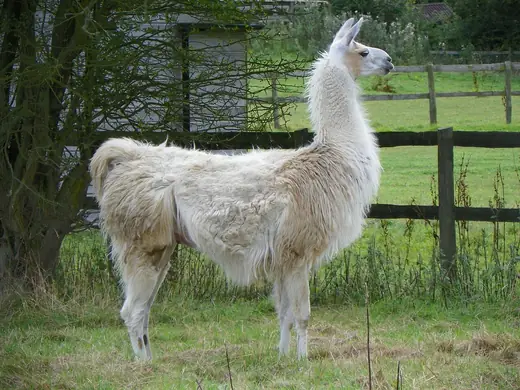 Llama, photo 2 of 3