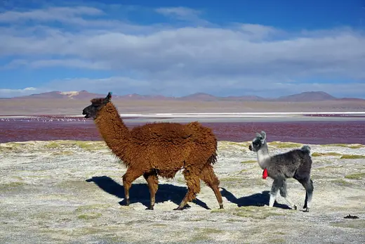 Llama, photo 3 of 3