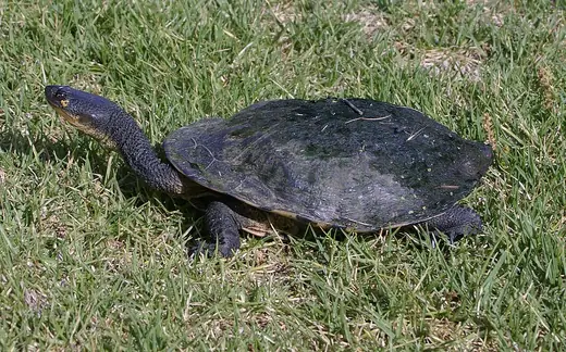 Eastern long-necked turtle, photo 1 of 3