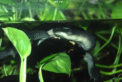 Eastern long-necked turtle, photo 2 of 3