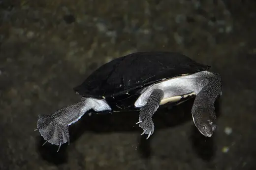 Eastern long-necked turtle, photo 3 of 3