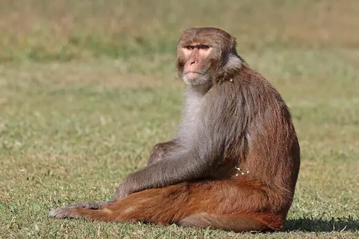 Rhesus macaque, photo 1 of 3