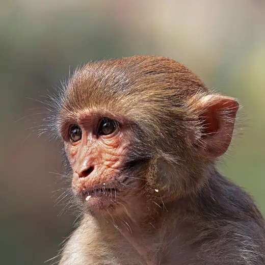 Rhesus macaque, photo 2 of 3