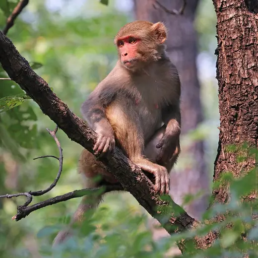 Rhesus macaque, photo 3 of 3