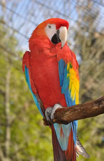 Scarlet macaw, photo 3 of 3