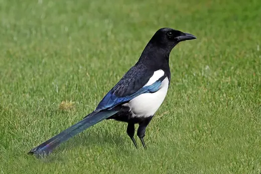 Magpie, photo 1 of 3
