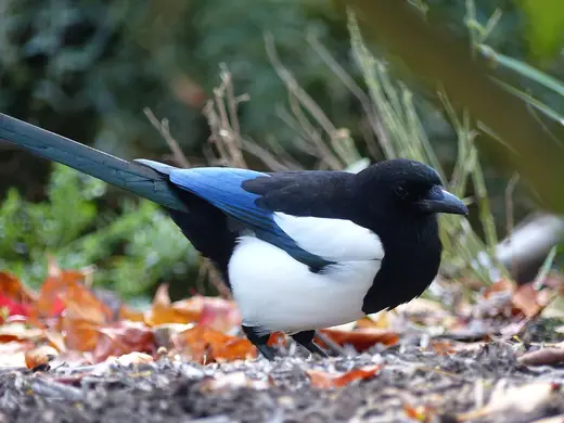 Magpie, photo 2 of 3