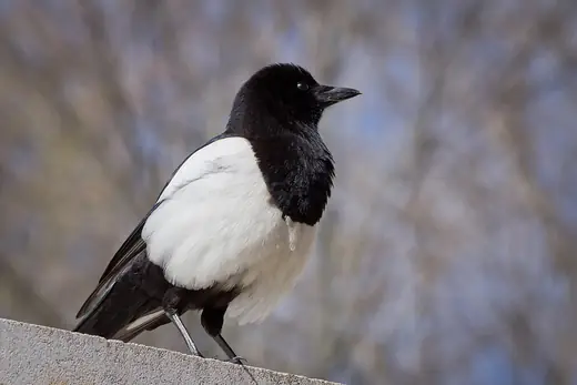 Magpie, photo 3 of 3