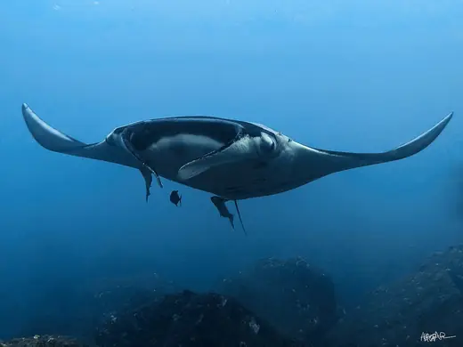 Giant manta ray, photo 1 of 3