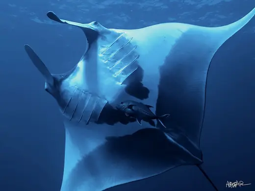 Giant manta ray, photo 2 of 3