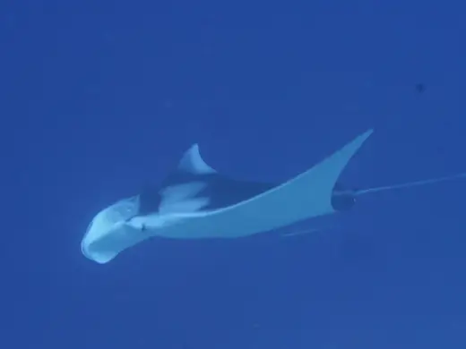 Giant manta ray, photo 3 of 3
