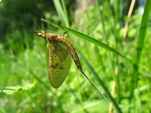 Green drake mayfly, photo 1 of 3