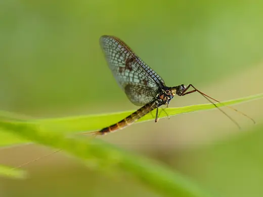 Green drake mayfly, photo 3 of 3