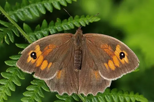 Meadow brown, photo 1 of 3