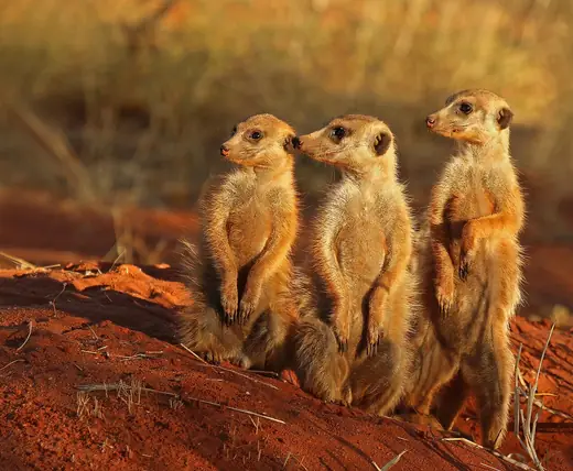 Meerkat, photo 1 of 3