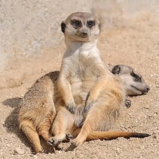 Meerkat, photo 2 of 3