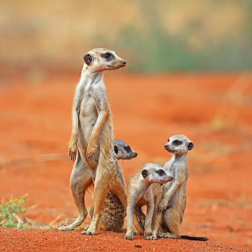 Meerkat, photo 3 of 3